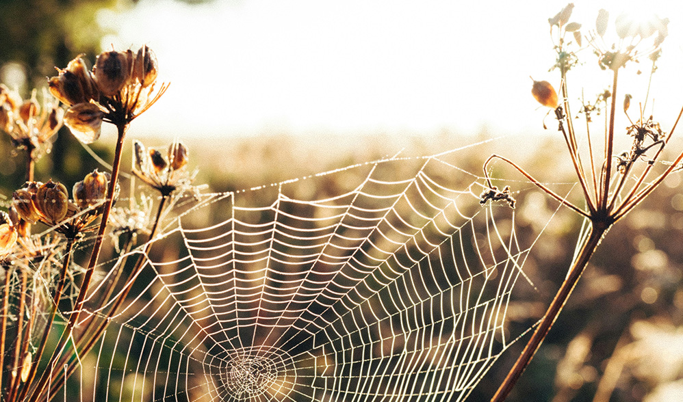 Common Thread: Keeping the Faith Haven